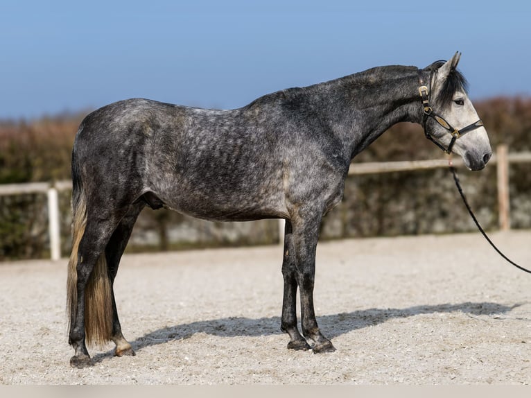 PRE Hengst 4 Jaar 158 cm Blauwschimmel in Neustadt (Wied)