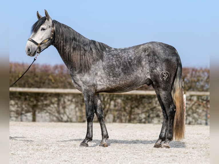 PRE Hengst 4 Jaar 158 cm Blauwschimmel in Neustadt (Wied)