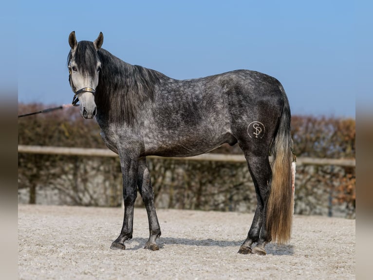 PRE Hengst 4 Jaar 158 cm Blauwschimmel in Neustadt (Wied)