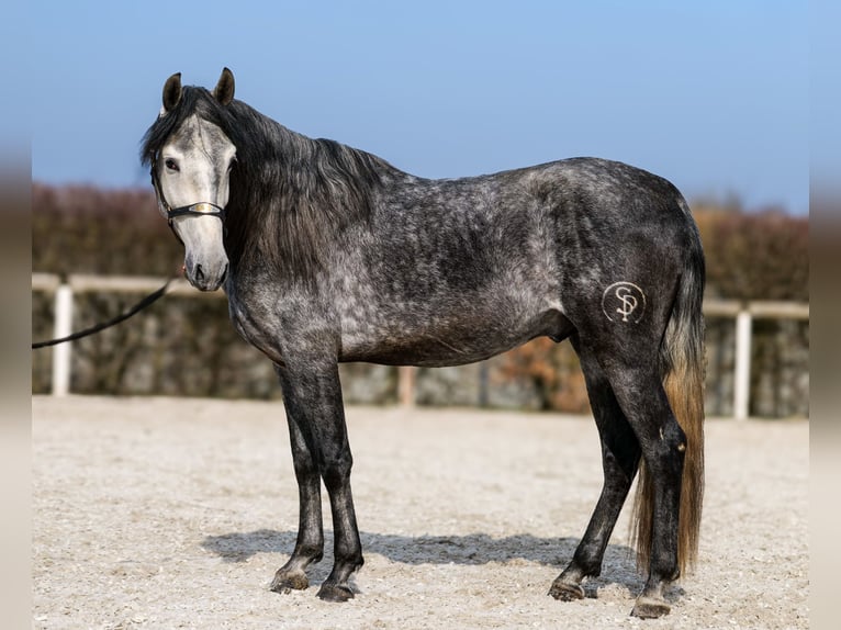 PRE Hengst 4 Jaar 158 cm Blauwschimmel in Neustadt (Wied)