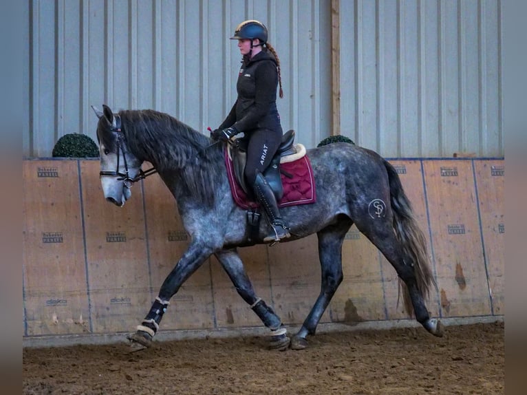 PRE Hengst 4 Jaar 158 cm Blauwschimmel in Neustadt (Wied)