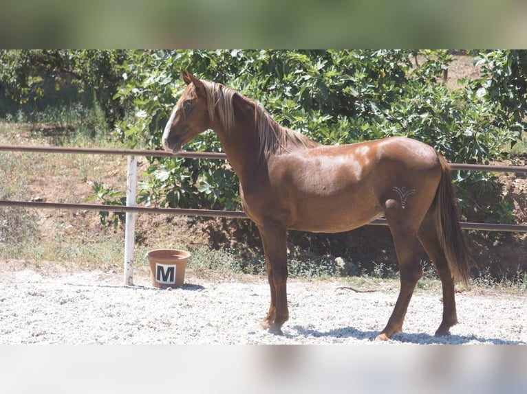 PRE Mix Hengst 4 Jaar 158 cm Donkere-vos in NAVAS DEL MADRONO