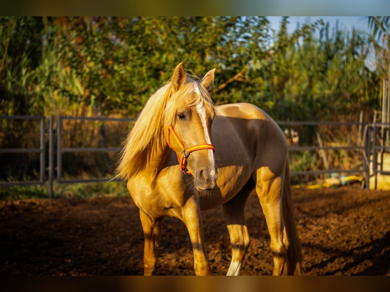 PRE Hengst 4 Jaar 158 cm Palomino in Valencia