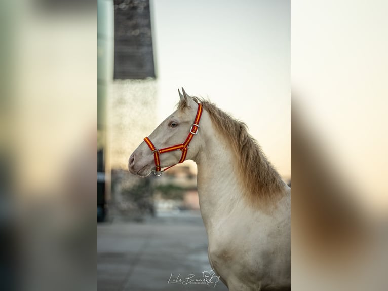 PRE Mix Hengst 4 Jaar 158 cm Perlino in Cornillon-Confoux