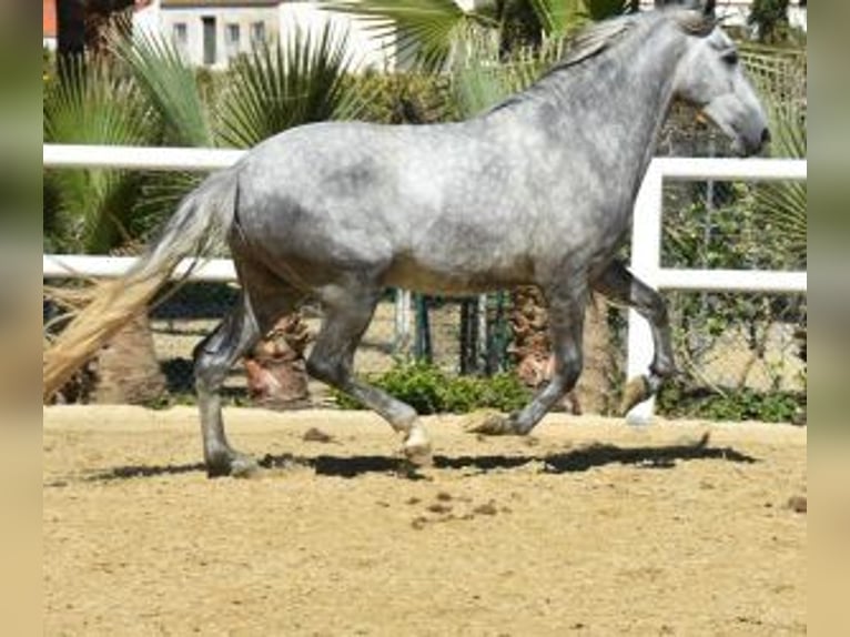 PRE Mix Hengst 4 Jaar 158 cm Schimmel in Malaga