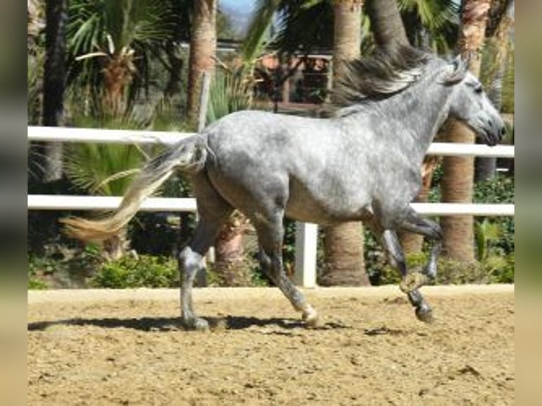 PRE Mix Hengst 4 Jaar 158 cm Schimmel in Malaga