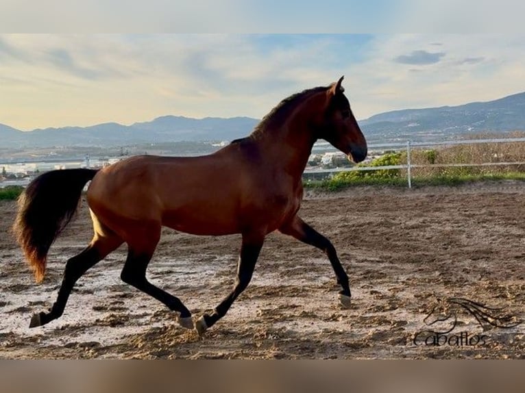 PRE Hengst 4 Jaar 159 cm Bruin in Barcelona