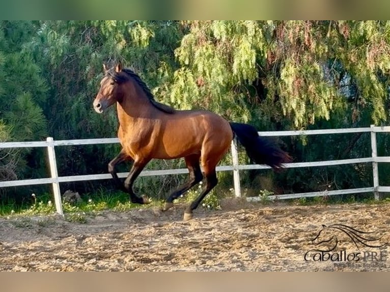 PRE Mix Hengst 4 Jaar 159 cm Bruin in Barcelona