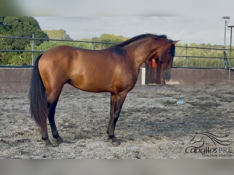 PRE Hengst 4 Jaar 159 cm Bruin in Barcelona
