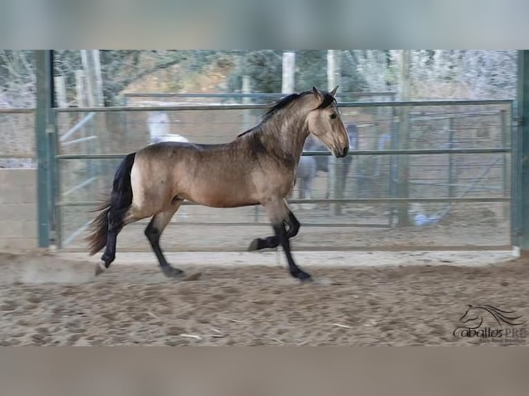 PRE Mix Hengst 4 Jaar 159 cm Buckskin in Girona