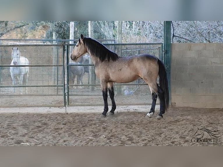 PRE Mix Hengst 4 Jaar 159 cm Buckskin in Girona