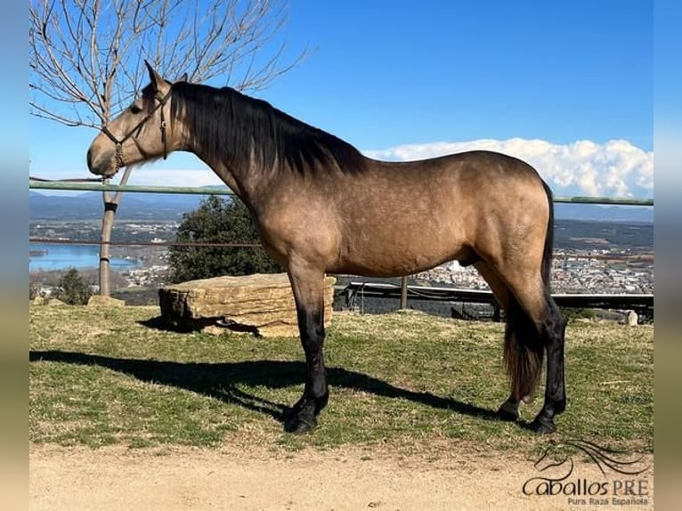 PRE Mix Hengst 4 Jaar 159 cm Buckskin in Girona