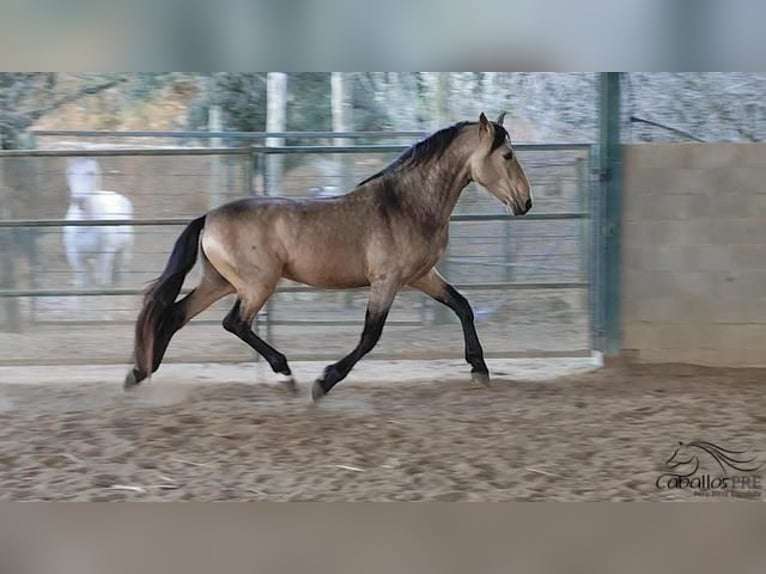 PRE Mix Hengst 4 Jaar 159 cm Buckskin in Girona