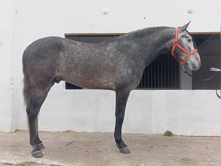 PRE Mix Hengst 4 Jaar 159 cm  in Terrassa