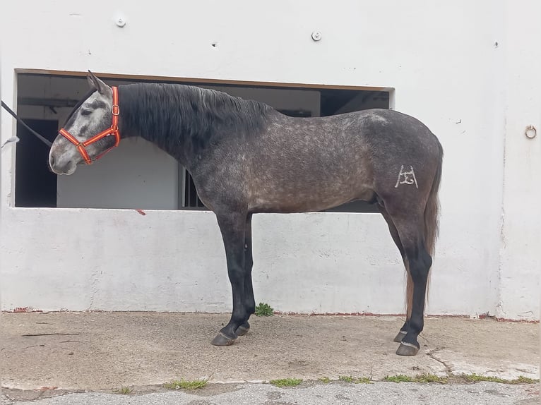 PRE Mix Hengst 4 Jaar 159 cm  in Terrassa