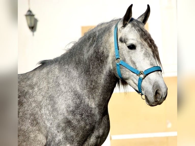 PRE Hengst 4 Jaar 159 cm kan schimmel zijn in Tarragona