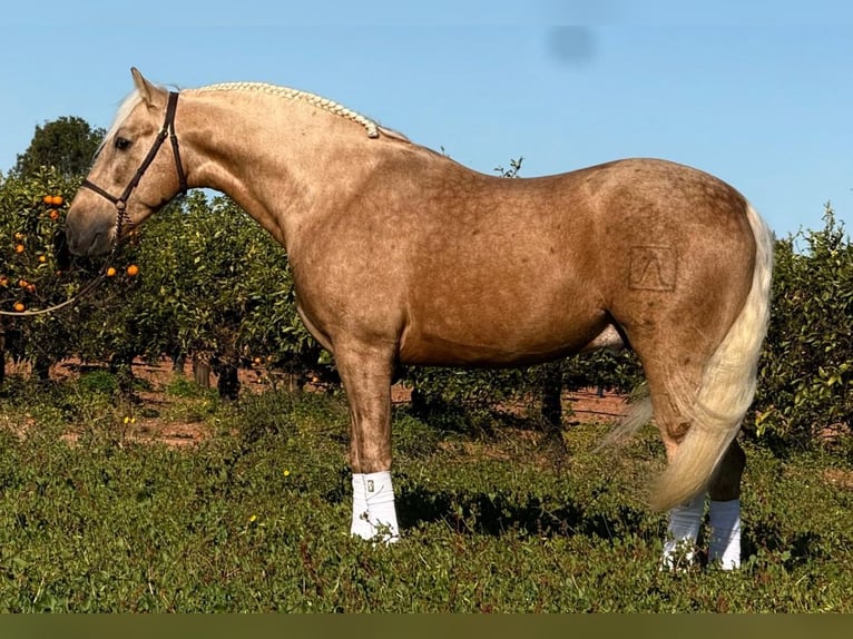PRE Mix Hengst 4 Jaar 159 cm Palomino in Betera