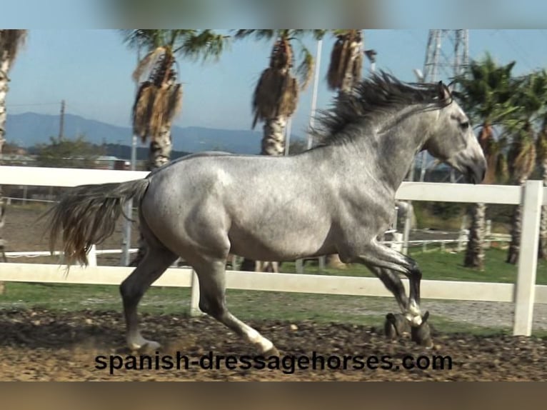 PRE Hengst 4 Jaar 159 cm Schimmel in Barcelona