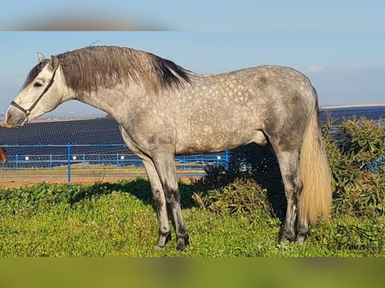 PRE Hengst 4 Jaar 159 cm Schimmel in Badajoz