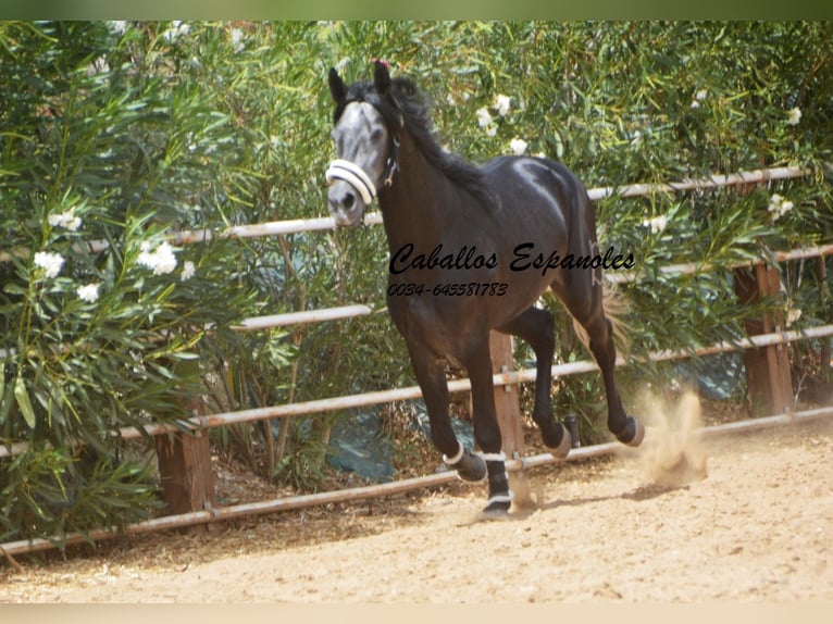 PRE Hengst 4 Jaar 159 cm Zwartschimmel in Vejer de la Frontera