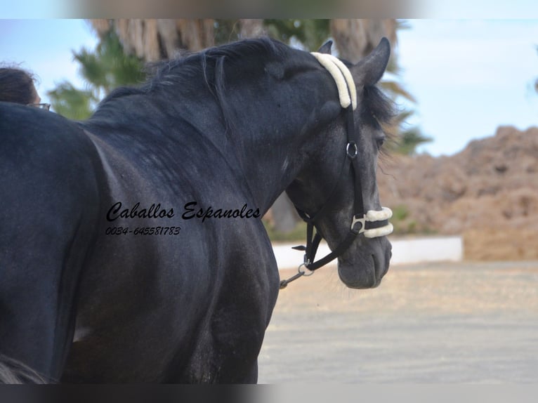 PRE Hengst 4 Jaar 159 cm Zwartschimmel in Vejer de la Frontera