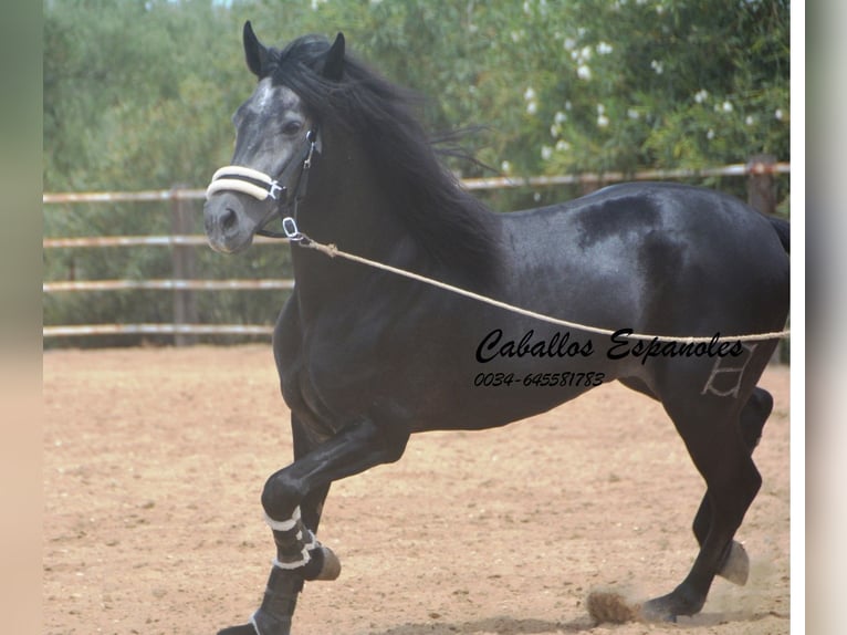 PRE Hengst 4 Jaar 159 cm Zwartschimmel in Vejer de la Frontera