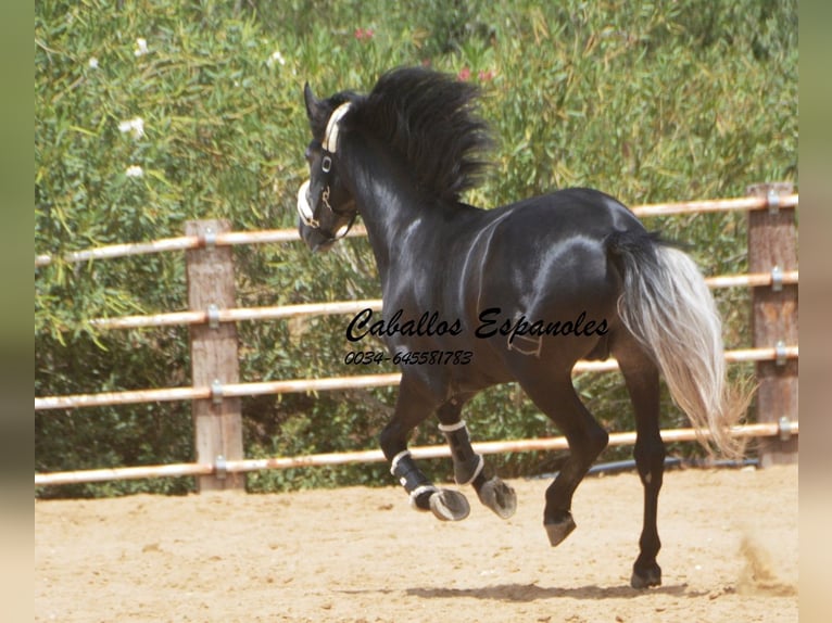 PRE Hengst 4 Jaar 159 cm Zwartschimmel in Vejer de la Frontera