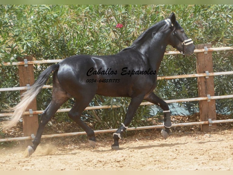 PRE Hengst 4 Jaar 159 cm Zwartschimmel in Vejer de la Frontera