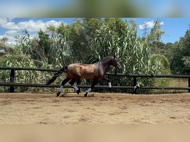 PRE Mix Hengst 4 Jaar 160 cm Bruin in Sant Fost Campcentelles