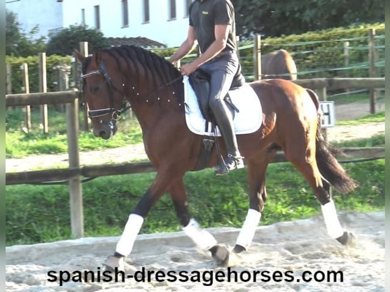 PRE Mix Hengst 4 Jaar 160 cm Bruin in Barcelona