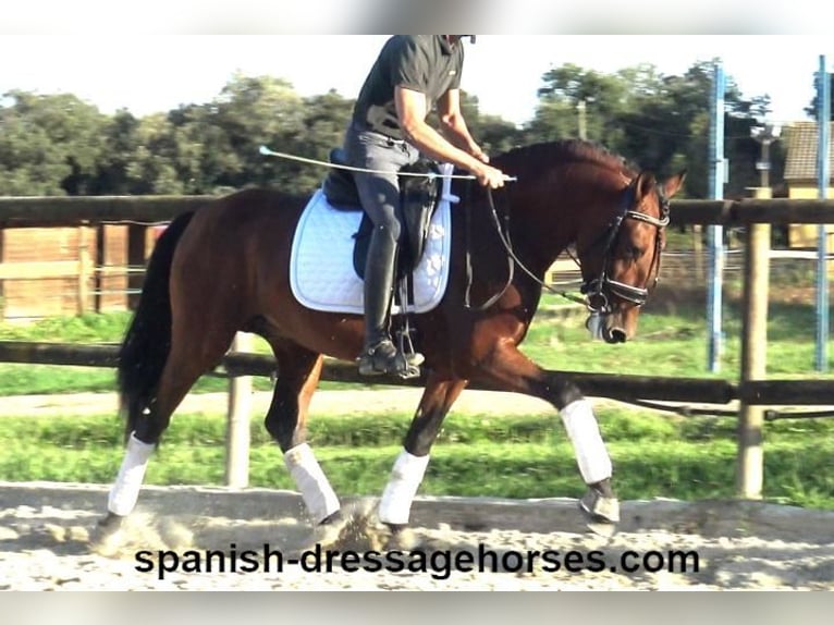 PRE Mix Hengst 4 Jaar 160 cm Bruin in Barcelona