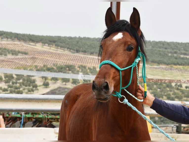 PRE Hengst 4 Jaar 160 cm Bruin in Provinz Cordoba