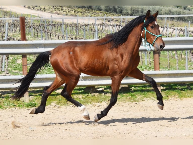 PRE Hengst 4 Jaar 160 cm Bruin in Provinz Cordoba