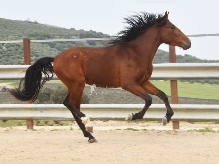 PRE Hengst 4 Jaar 160 cm Bruin in Provinz Cordoba