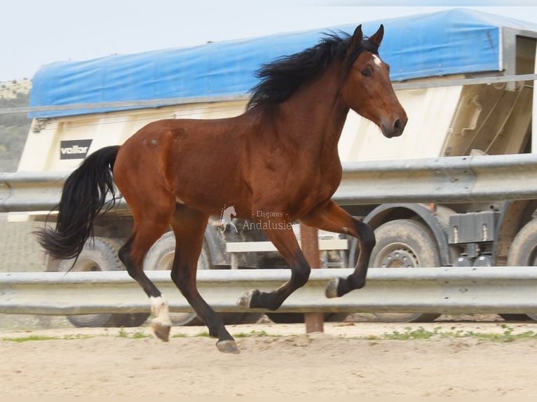 PRE Hengst 4 Jaar 160 cm Bruin in Provinz Cordoba