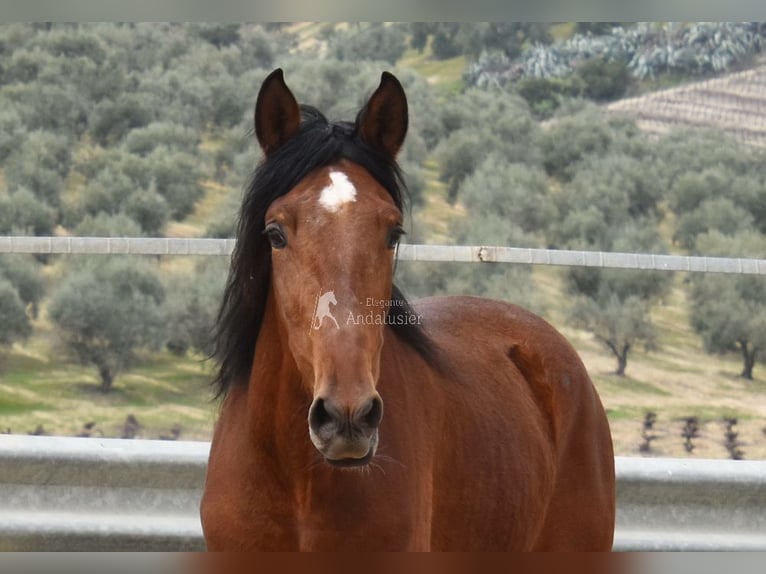 PRE Hengst 4 Jaar 160 cm Bruin in Provinz Cordoba