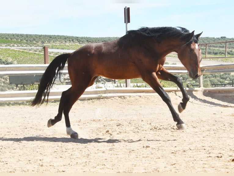 PRE Hengst 4 Jaar 160 cm Bruin in Provinz Cordoba