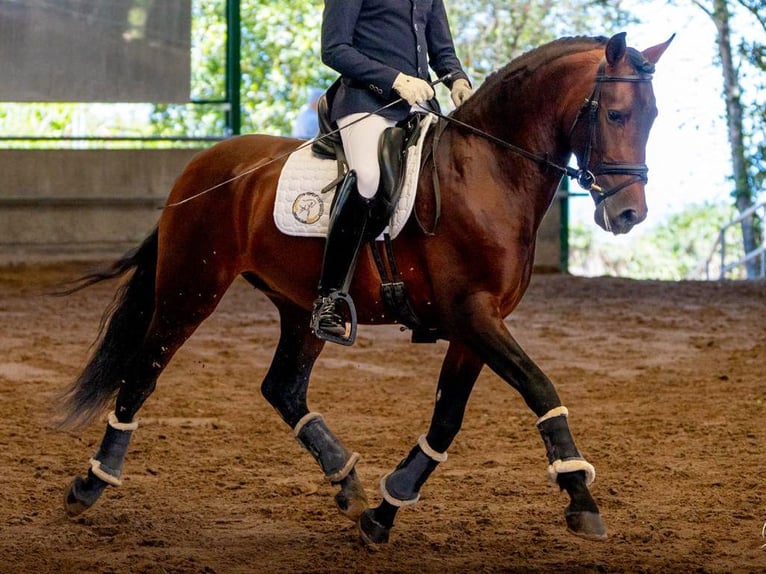 PRE Mix Hengst 4 Jaar 160 cm Bruin in Navas Del Madroño