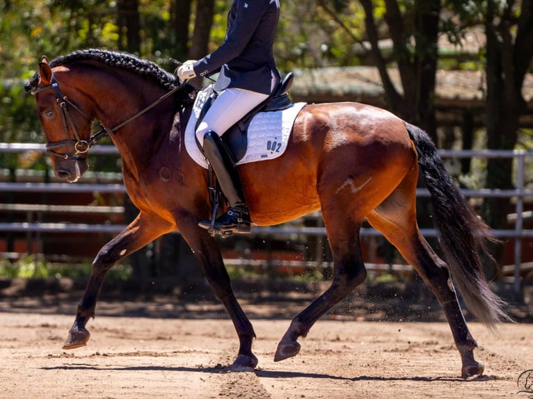 PRE Mix Hengst 4 Jaar 160 cm Bruin in Navas Del Madroño