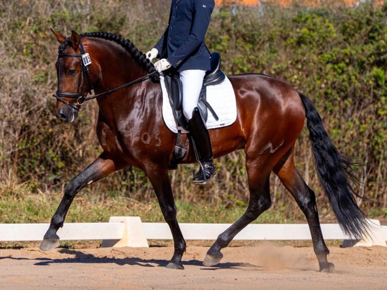 PRE Mix Hengst 4 Jaar 160 cm Bruin in Navas Del Madroño