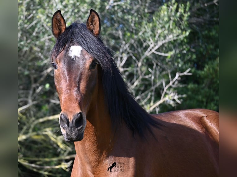 PRE Hengst 4 Jaar 160 cm Bruin in Menorca