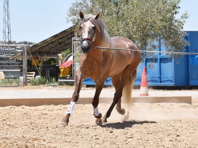 PRE Hengst 4 Jaar 160 cm in Provinz Granada