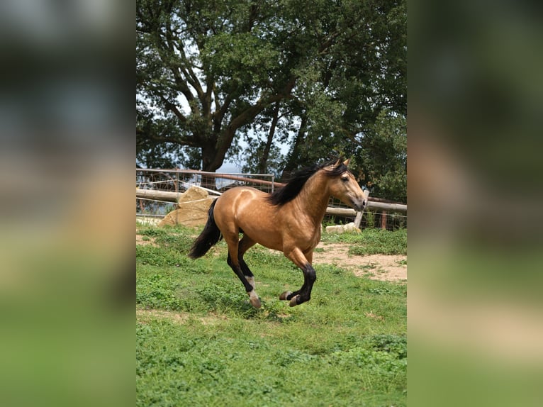 PRE Mix Hengst 4 Jaar 160 cm Falbe in Hamburg