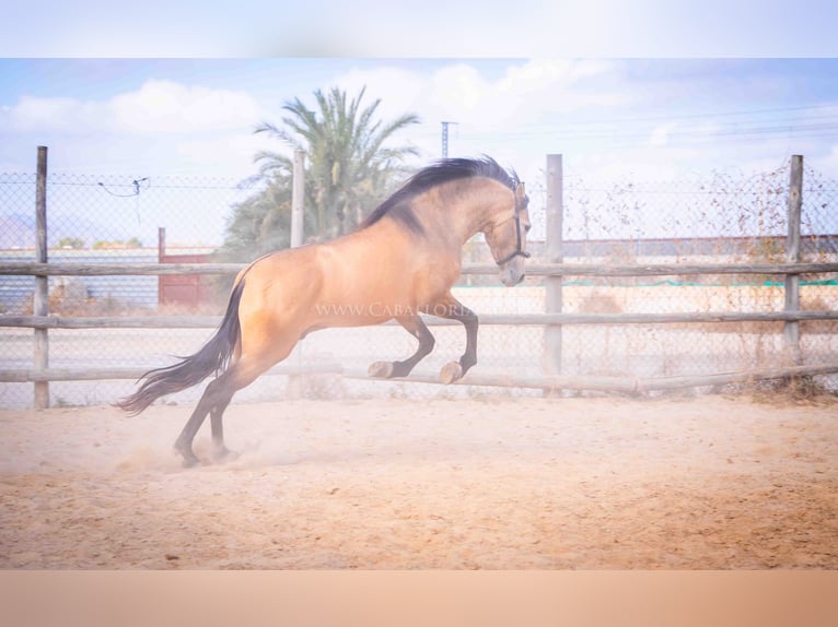 PRE Hengst 4 Jaar 160 cm Falbe in Rafelguaraf