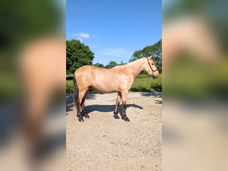 PRE Mix Hengst 4 Jaar 160 cm Falbe in CAUMONT