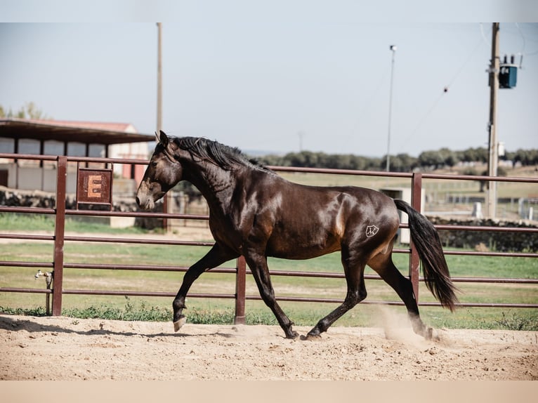 PRE Hengst 4 Jaar 160 cm Falbe in BAÑOS DE LEDESMA