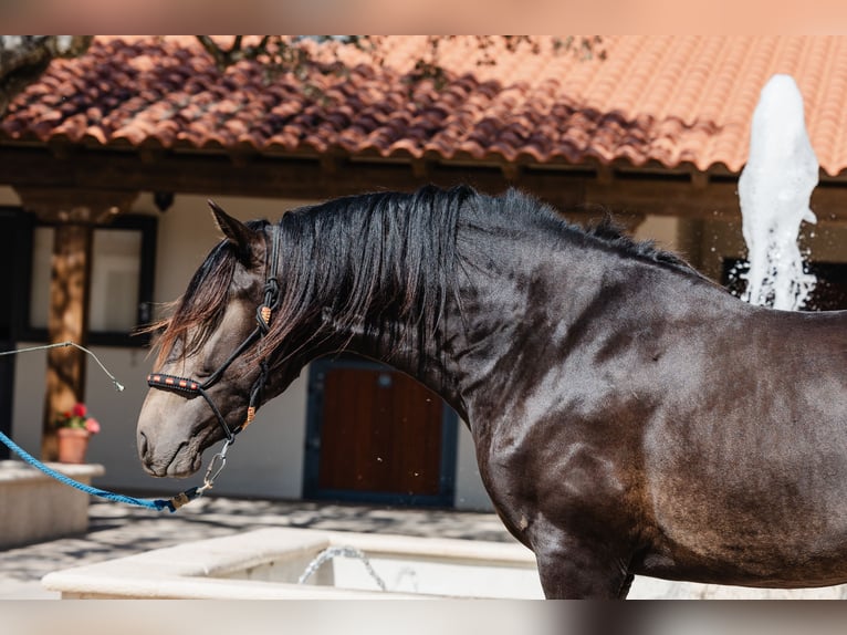 PRE Hengst 4 Jaar 160 cm Falbe in BAÑOS DE LEDESMA