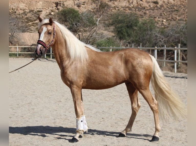 PRE Mix Hengst 4 Jaar 160 cm Palomino in Almerimar