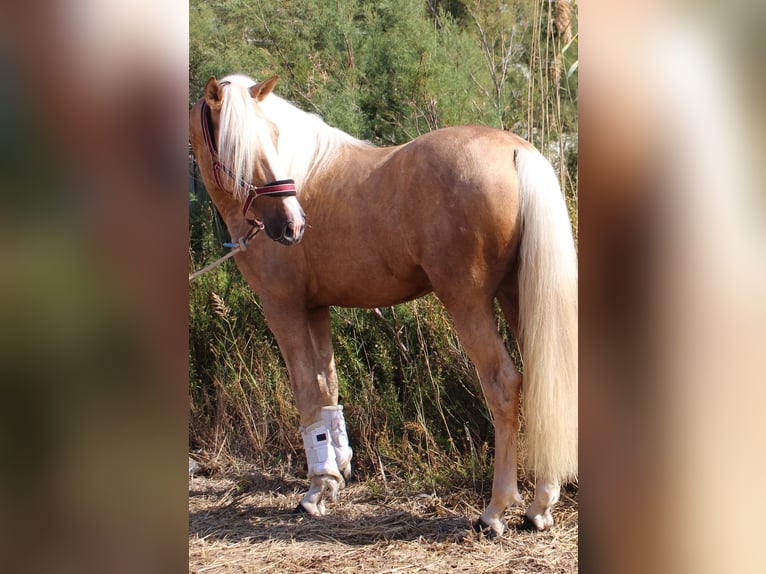 PRE Mix Hengst 4 Jaar 160 cm Palomino in Almerimar