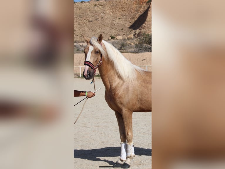 PRE Mix Hengst 4 Jaar 160 cm Palomino in Almerimar